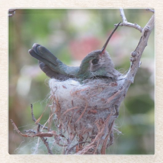 Hummingbird op Nest Glazen Onderzetter (Voorkant)