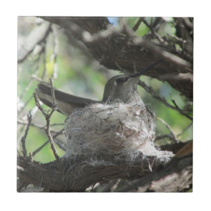 Hummingbird op Nest Tegeltje