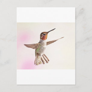 Hummingbird op roze briefkaart