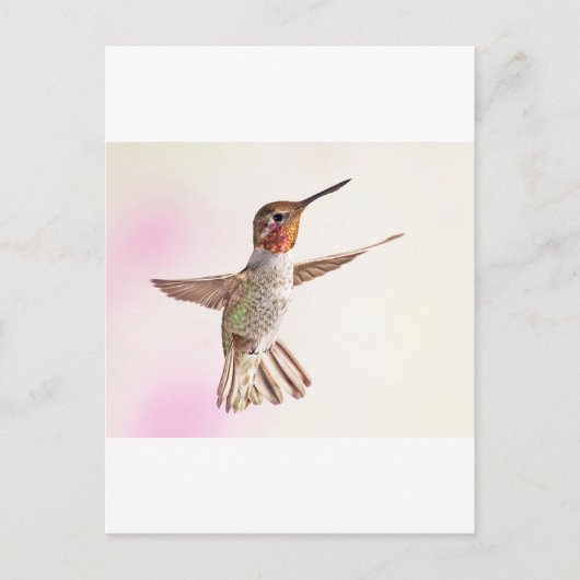 Hummingbird op roze briefkaart (Voorkant)