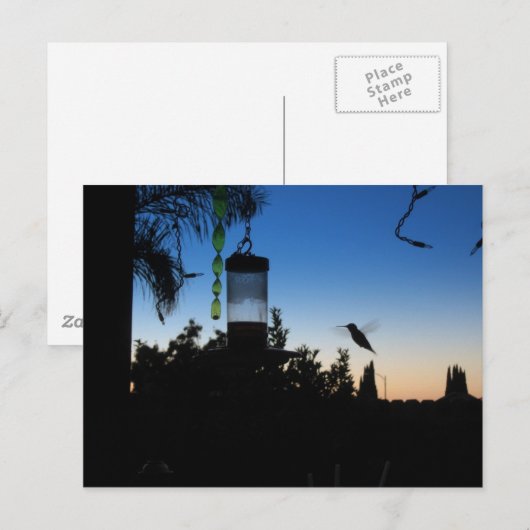 Hummingbird op Sunset Briefkaart (Voorkant / Achterkant)