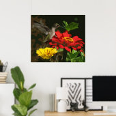 Hummingbird op Zinnias Poster (Thuiskantoor)