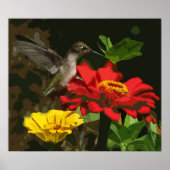 Hummingbird op Zinnias Poster (Voorkant)