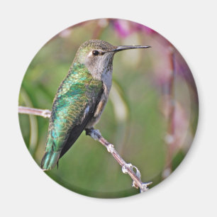Hummingbird Perch II Magneet