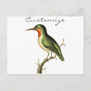 Hummingbird Perched Thunder_Cove Briefkaart