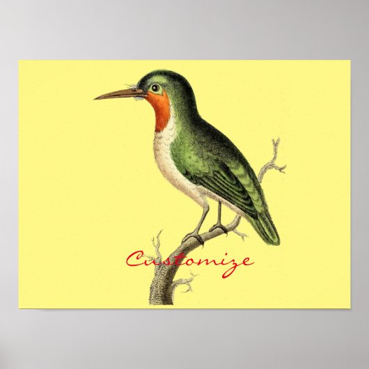 Hummingbird Perched Thunder_Cove Poster (Voorkant)