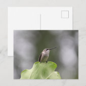 Hummingbird Perching Briefkaart (Voorkant / Achterkant)