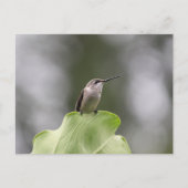 Hummingbird Perching Briefkaart (Voorkant)