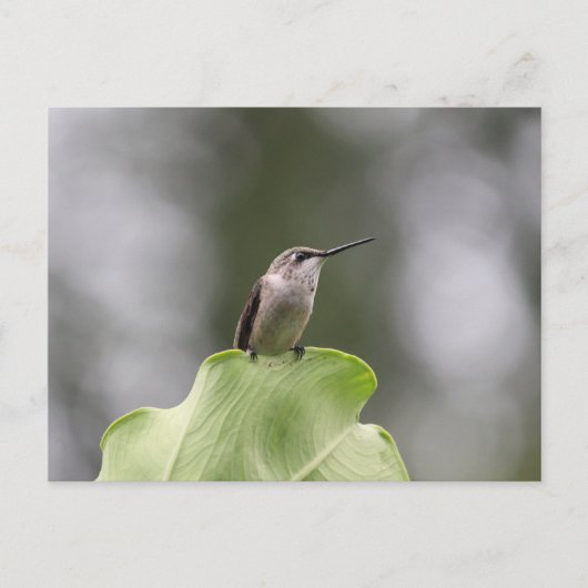Hummingbird Perching Briefkaart (Voorkant)