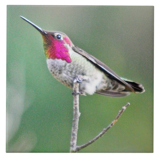 Hummingbird perst tegeltje (Voorkant)