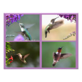 Hummingbird Photo Collage Foto Afdruk (Voorkant)