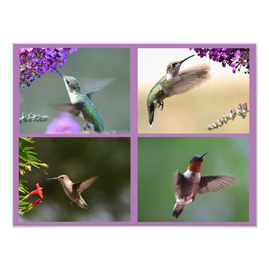 Hummingbird Photo Collage Foto Afdruk (Voorkant)