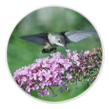 Hummingbird Pink Floral Flight Wildlife Foto