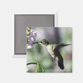 Hummingbird Pink Floral Wildlife Foto Magneet (Voorkant / Achterkant)