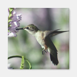 Hummingbird Pink Floral Wildlife Foto Magneet