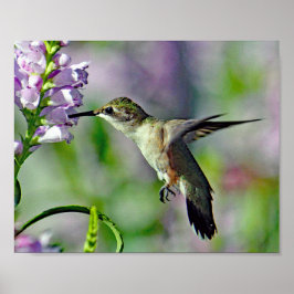 Hummingbird Pink Floral Wildlife Foto Poster
