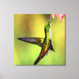 Hummingbird Pink Flower Bird Canvas Afdruk
