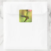 Hummingbird Pink Flower Bird Vierkante Sticker (Tas)