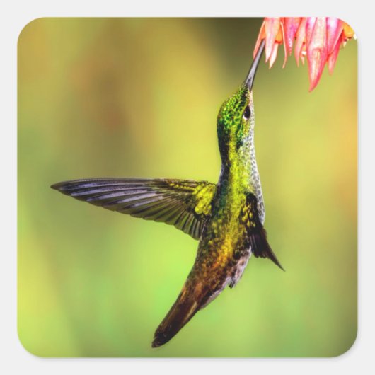 Hummingbird Pink Flower Bird Vierkante Sticker (Voorkant)