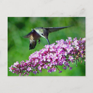 Hummingbird Pink Flowers Wildlife Foto Briefkaart