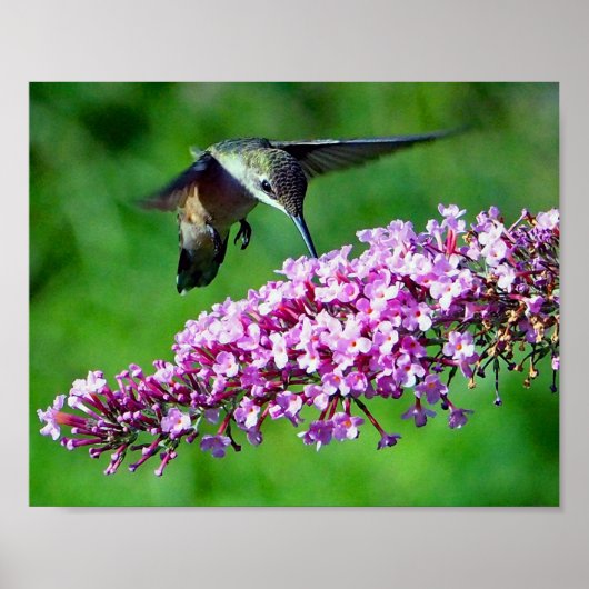 Hummingbird Pink Flowers Wildlife Foto Poster (Voorkant)