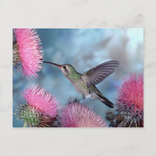 Hummingbird Postcard Briefkaart