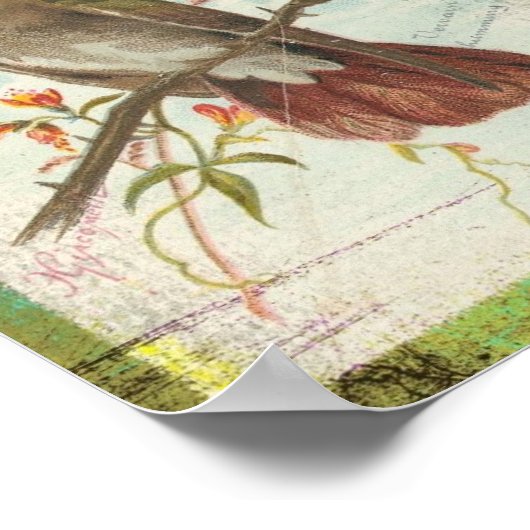  Hummingbird Poster (Hoek)