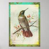  Hummingbird Poster (Voorkant)