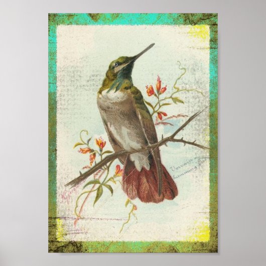 Hummingbird Poster (Voorkant)