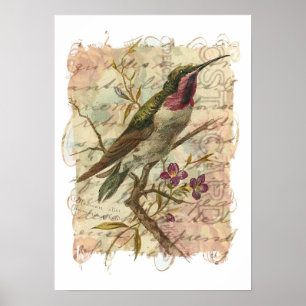 Hummingbird Poster