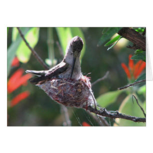 Hummingbird Prepares haar nesten