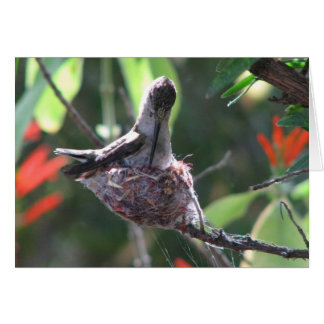 Hummingbird Prepares haar nesten