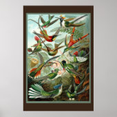 Hummingbird Print (Voorkant)