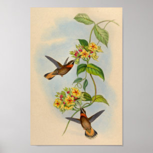  Hummingbird Print 1861
