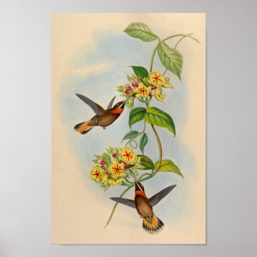  Hummingbird Print 1861 (Voorkant)