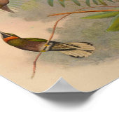 Hummingbird Print 1861 (Hoek)