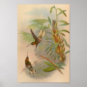  Hummingbird Print 1861 (Voorkant)
