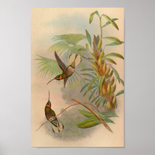 Hummingbird Print 1861