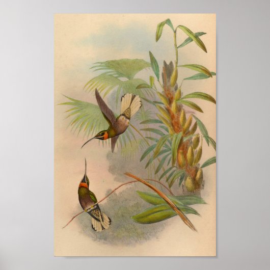 Hummingbird Print 1861 (Voorkant)