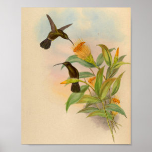  Hummingbird Print 1861 met zijdebasis