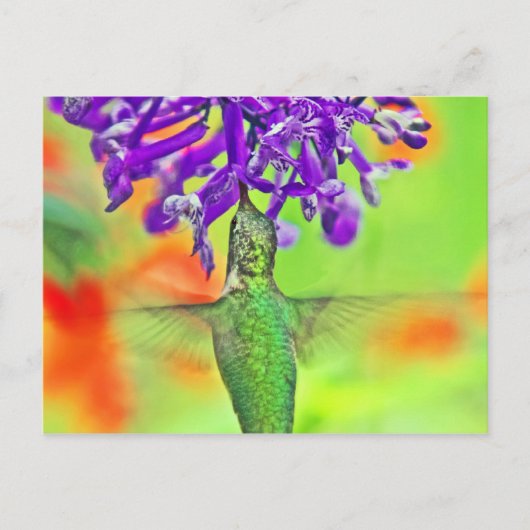 Hummingbird, recht omhoog briefkaart (Voorkant)