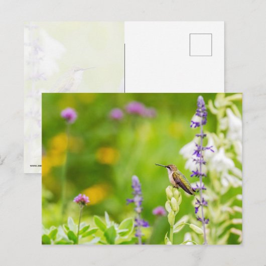 Hummingbird Rest Briefkaart (Voorkant / Achterkant)