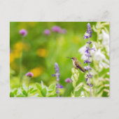 Hummingbird Rest Briefkaart (Voorkant)