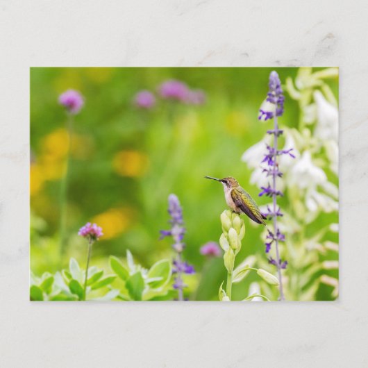 Hummingbird Rest Briefkaart (Voorkant)