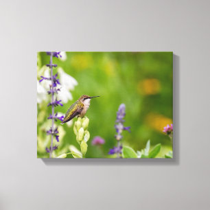 Hummingbird Rest Canvas Afdruk