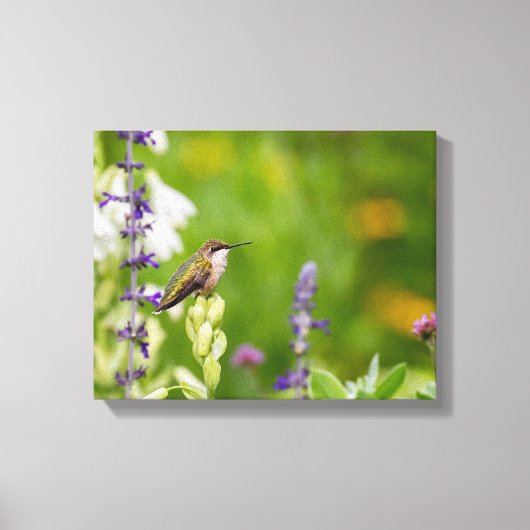 Hummingbird Rest Canvas Afdruk (Voorkant)