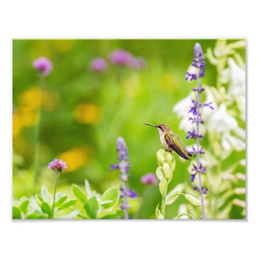 Hummingbird Rest Foto Afdruk (Voorkant)