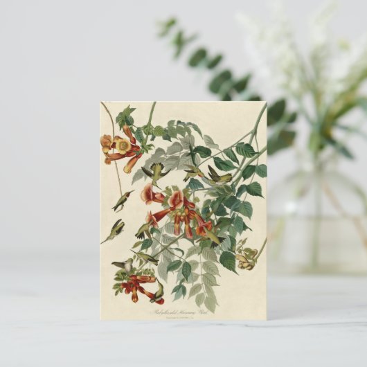 Hummingbird Ruby Throated Audubon Briefkaart (Staand voorkant)