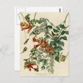 Hummingbird Ruby Throated Audubon Briefkaart (Voorkant / Achterkant)
