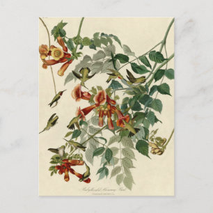 Hummingbird Ruby Throated Audubon Briefkaart